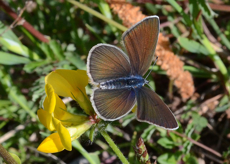 Licenide da identificare